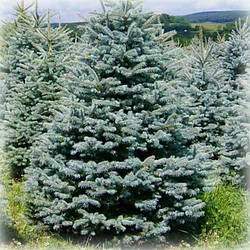 Ялина голуба Супер Блю (Super Blue)