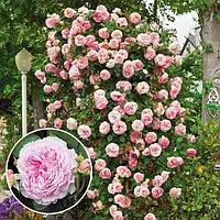 Троянда James Galway Девіда Остіна Рожевий Саженці 1 шт. Florium