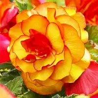 Бегония Picotee Yellow Red Махровая Разноцветный Луковицы 1шт. Florium