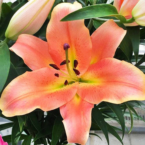 Лилия-ГИГАНТ Zelmira ОТ гибрид Розовый Луковицы 1шт. Florium (ID ...