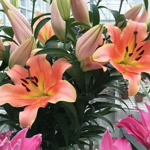 Лилия-ГИГАНТ Zelmira ОТ гибрид Розовый Луковицы 1шт. Florium (ID ...