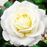 Роза Chopin Декопланта Белый, бежевый, кремовый Саженцы 1шт. Florium