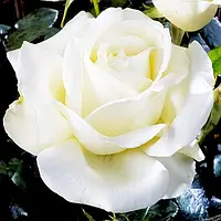 Роза Karen Blixen Белая Белый, бежевый, кремовый Саженцы 1шт. Florium