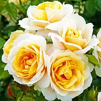 Роза Lions Rose Кордес Желтый Саженцы 1шт. Florium