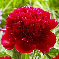 Пион Red Charm Махровый Красный Саженцы 1шт. Florium