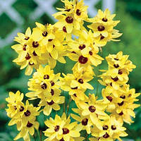 Иксия Yellow Emperor Желтый Луковицы 5шт. Florium