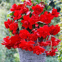 Бегония Pendula Cascade Scarlet Ампельная Красный Луковицы 1шт. Florium