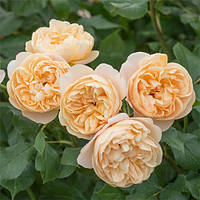 Роза Roald Dahl Дэвида Остина Оранжевый Саженцы 1шт. Florium