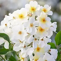 Роза Kew Gardens Дэвида Остина Белый, бежевый, кремовый Саженцы 1шт. Florium