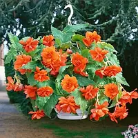 Бегония Pendula Cascade Orange Ампельная Оранжевый Луковицы 1шт. Florium