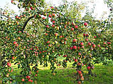 Натуральний органічний яблучний сік прямого віджиму, 3 л, фото 5