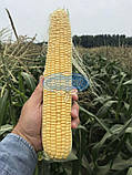 Цукрова кукурудза Мегатон F1 360г.(3000 насінин), фото 2