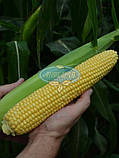 Цукрова кукурудза Мегатон F1 360г.(3000 насінин), фото 3