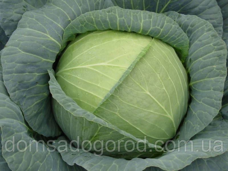 Капуста РОЯЛ ВАНТАЖ F1 | ROYAL VANTAG F1 Sakata  1000 насінин
