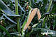 Насіння кукурудзи Стронгстар, 1 кг = 6080 насінин, Syngenta, фото 4