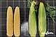 Насіння кукурудзи Стронгстар, 1 кг = 6080 насінин, Syngenta, фото 5
