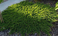 Ялівець звичайний Грін Карпет Juniperus communis Green Carpet (контейнер 5 л.)