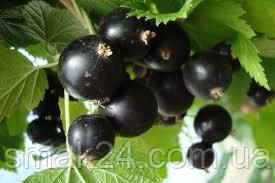 images_3.jfif