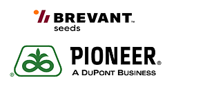 Насіння соняшника Бревант/Brevant seeds (Піонер/Pioneer)