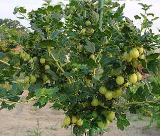 Саджанці штамбового крижова 