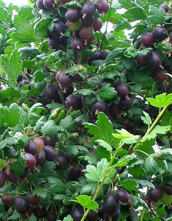 КРЫЖОВНИК КОМАНДОР НА ШТАМБЕ, фото 3