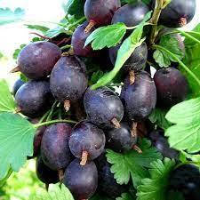 КРЫЖОВНИК КОМАНДОР НА ШТАМБЕ, фото 2