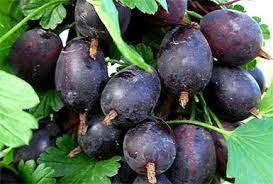 КРЫЖОВНИК КОМАНДОР НА ШТАМБЕ