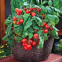 Насіння помідор томат Балконне диво Червоний ультрастиглий 0,1 гшт. GreenMarket