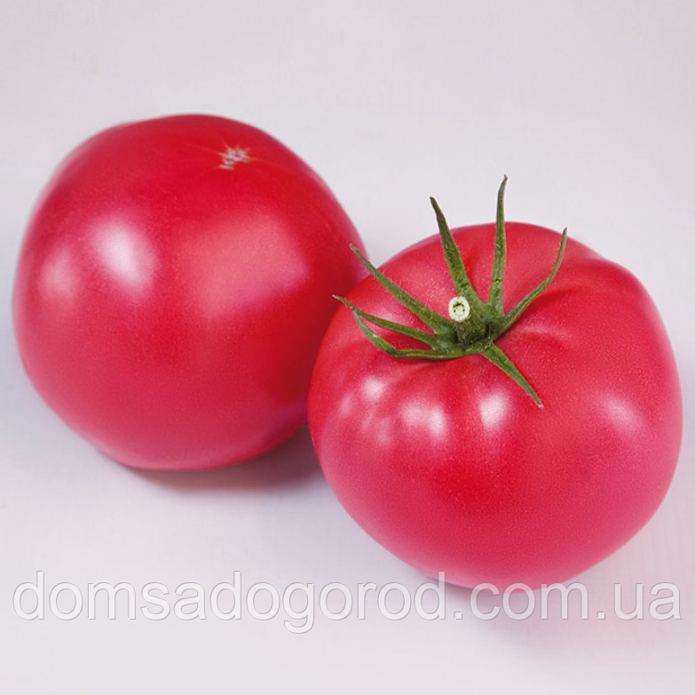 Томат ФІНЛІ F1 КС 1205 F1 / KS 1205 F1 Kitano Seeds 500 шт