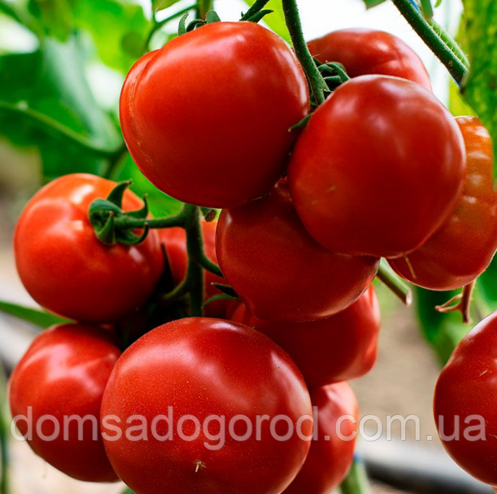 Томат КС 301 F1 / KS 301 F1 Kitano Seeds 100 шт