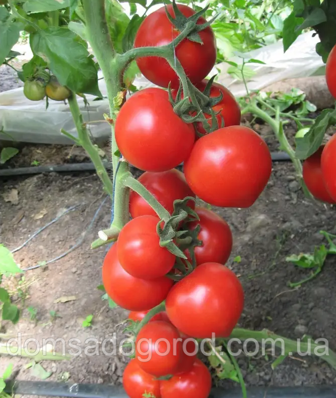 Томат ХІТОМАКС F1 / HITOMAKS F1 Kitano Seeds 100 шт