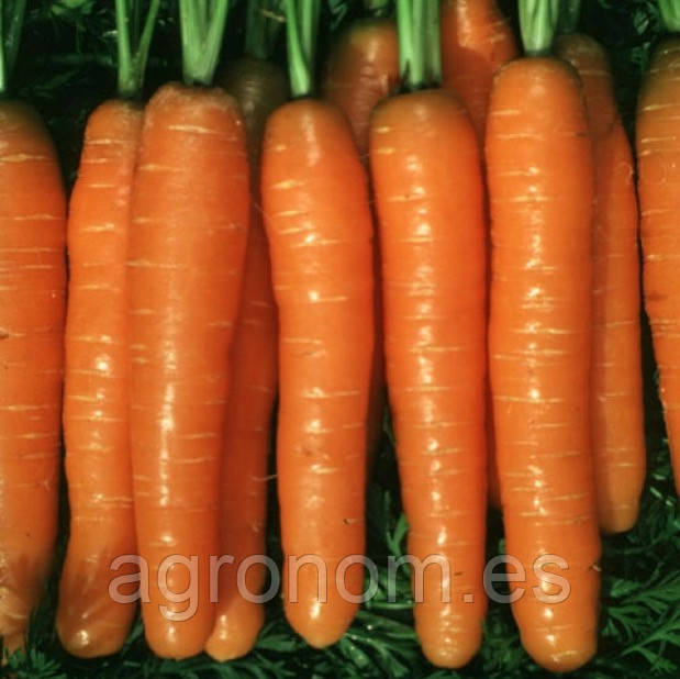 Насіння моркви Монанта Нантес 250г. Rijk Zwaan