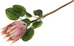 Протея №1997