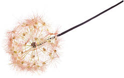 Кульбабка 2 різновиди No7110-2-3