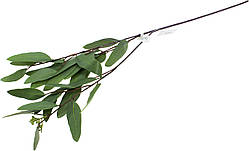 Евкаліпт робуста №9093