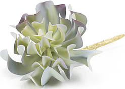 Коланхоє №4036