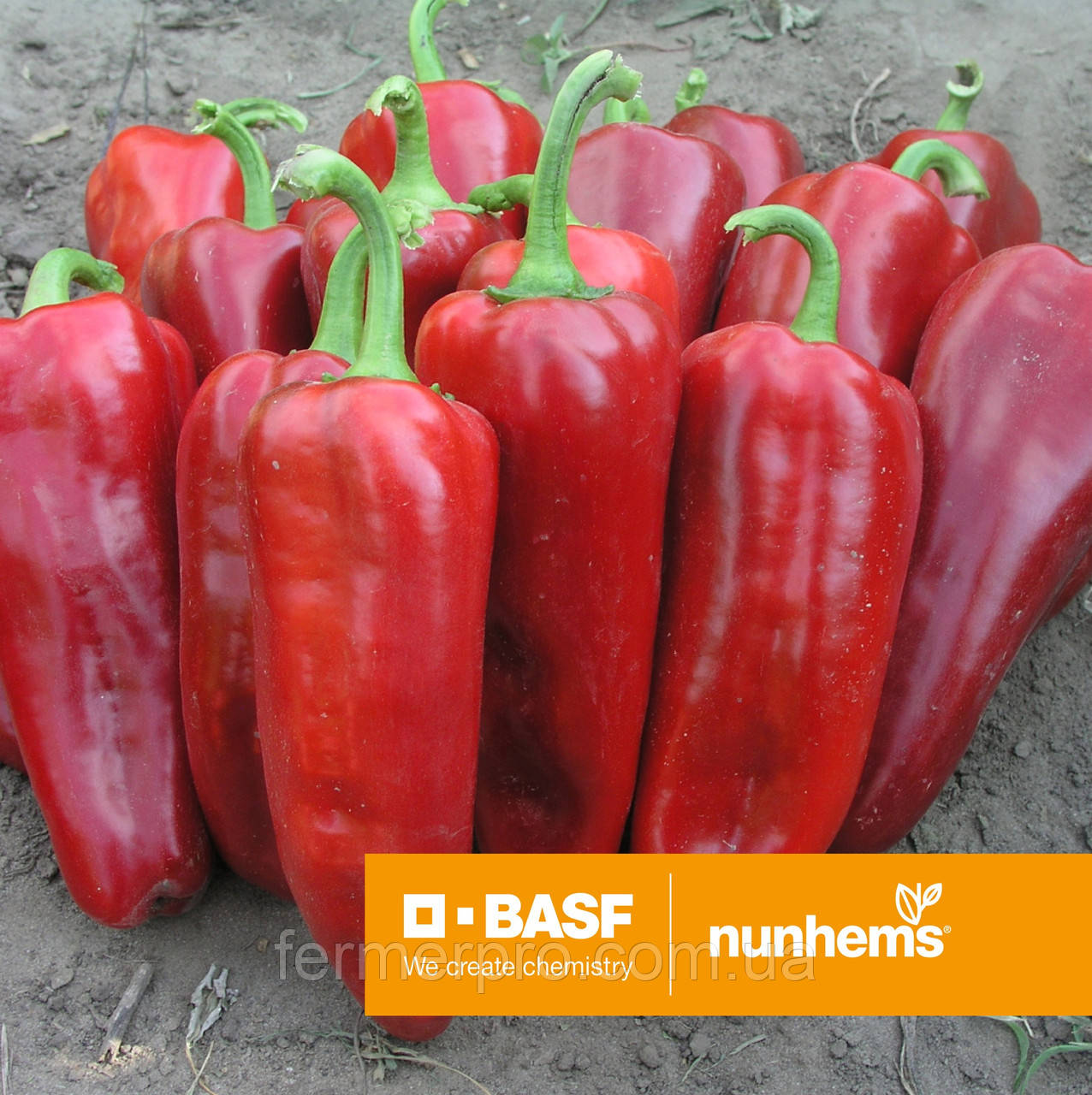 Насіння перцю Самандер F1 1000 насіння Nunhems, фото 1