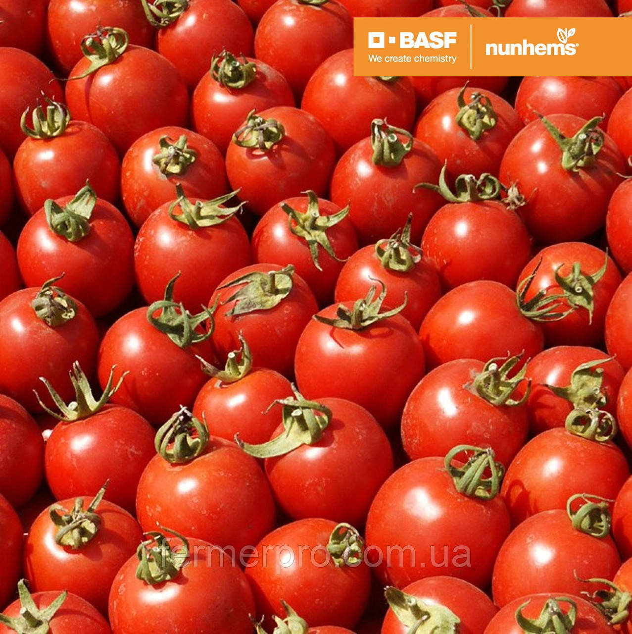 Насіння томату Солероссо F1 5000 насіння Nunhems