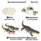 Розвиваючий набір фігурок Цикл росту крокодила (4 шт) від Obetty, фото 2