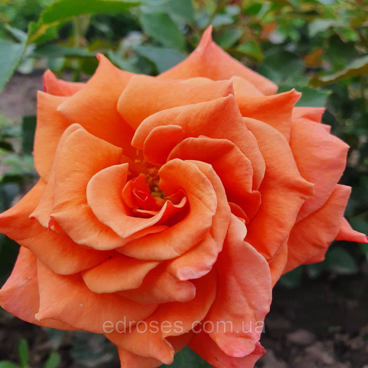 Виртуалды жыныстық нөмірлер