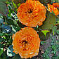 Оранж Ріва (Orange Reeva), фото 4