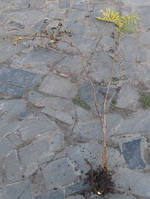 Рябінник рябінолістний. Саджанці з ОКС.