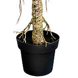 Штучне дерево - Фікус 150 см, в горщику (360429), фото 4