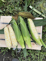 Айрон F1 - насіння білої цукрової кукурудзи, 25000 нас., 72 дні, качан 22см, Lark Seeds