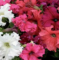 Петунія F1 Kobayashi Formula mix Kitano Seeds 250 насіння