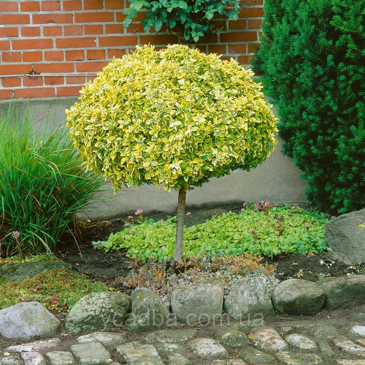 Бересклет на штамбі мікс, фото 1