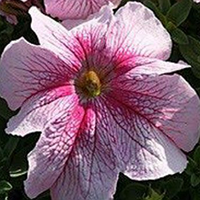 Петунія F1 Virtuoso Raspberry Kitano Seeds 250 насіння