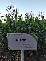 Семена кукурузы ДН Рава ФАО 500