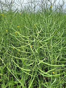 Ярий ріпак під гліфосат (МАЖОР РС). Гібрид ярого ріпаку "МАЖОР РС" під раундап. Насіння ріпаку [МАЖОР РС]