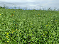 Ярий ріпак (МАЖОР ПРЕМІУМ). Ріпак ярий під гліфосат "МАЖОР ПРЕМІУМ". Насіння ярого ріпаку [МАЖОР ПРЕМИУМ], фото 6